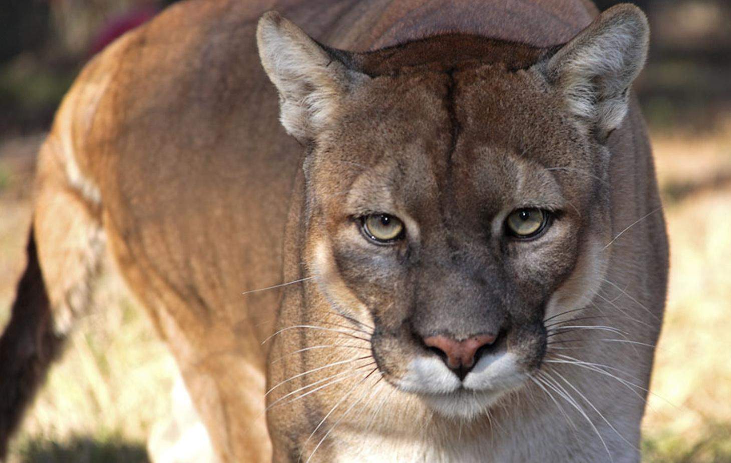 Our riders commonly come face to face with the Florida Panther.